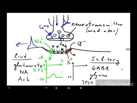Physiology of synapses and nerves