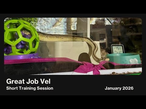 Great Job Vel: Short Target Training Demo