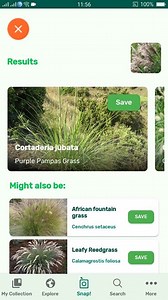 PlantSnap.com identifies Purple Pampas Grass (Cortaderia jubata), a species of grass native to the northern Andes but it is well-known elsewhere as an invasive species noxious weed. | PlantSnap