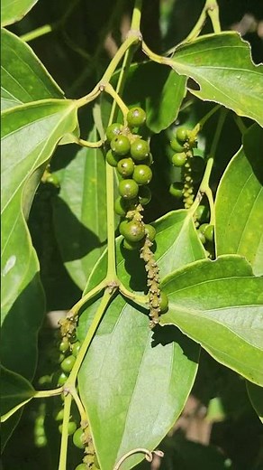 Peppers Khop Phot #nature #fruit #agriculture #reaction#shortvideo