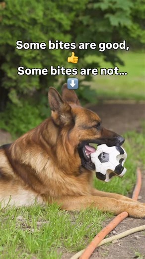 Pawfect Canines | Dog Training | Biting a ball isn’t just play — it’s a lesson in focus and impulse control. Puppies that learn how to engage with toys safely are building... | Instagram