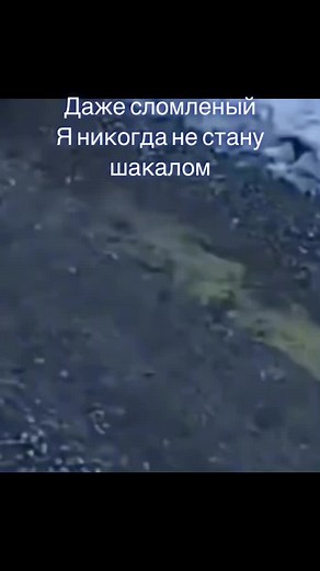 Exploring the Majesty of Wolves in Snowy Landscapes