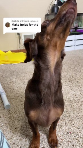 DIY Ski Mask Snood for Dachshund - Ear Holes Cut Tutorial