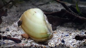 painter's mussel, Unio pictorum, a species of medium-sized freshwater mussel, aquatic bivalve mollusk, river mussel, closeup view in freshwater temperate river biotope aquarium
