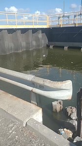 Catching bait shrimp with the cast net on the island road out of pointe-aux-chenes Louisiana. #saltwatersabtv #reddrumfishing #fishing #saltwaterfishing #Louisiana #CastNetFishing #castnetting #shrimp | Lance Billiot