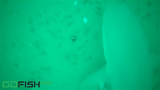 Wild shark moments that caught on camera