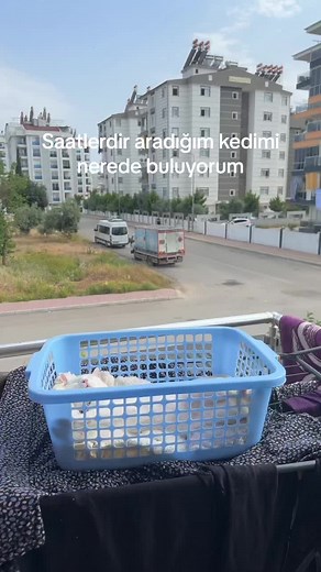Kedim Nerede? - Kediyi Arama Eğlencesi