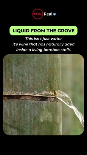 The Only Wine That Ages Inside a LIVING Tree 🎋✨