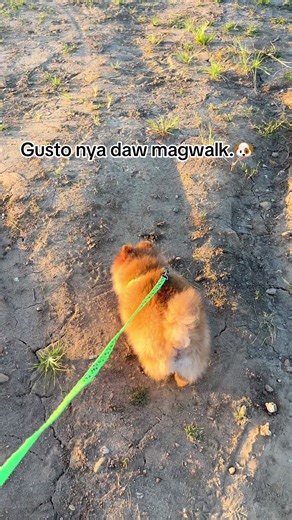 Afternoon walk with Kettle. #pomeranian #dog #sunset