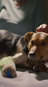 Pets hold a special place in our hearts. 💙🐾 As the largest corporate donor to the ASPCA, we’re proud to have supported the rescue, health, and adoption of over 134,000 pets through the Subaru Share the Love Event. Learn more at https://www.subaru.com/share. #ShareTheLove #MoreThanACarCompany | Subaru of America, Inc.