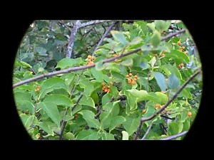 Celastrus scandens (American Bittersweet) fruiting