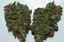 Seattle Cough | Marijuana Strain Reviews