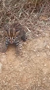 777K views · 10K reactions | The leopard cat sees the human as its mother#fyp #animals #ocelot #rescue #cute #friendship | lovely.pallll | Facebook