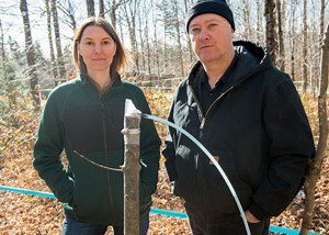 New discovery about maple sap could revolutionize syrup industry