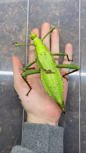 75K views · 143 reactions | dope collection @insecthaus_adi but not on my TL 﫨 #bugs | Chris Ashley | Facebook