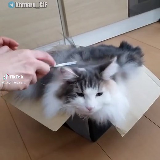 Komaru_GIF - наш тг канал silly komugi(tank) #komaru #komarusalt