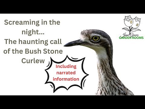 What's that Scream in the Night? It could be a Bush Stone Curlew #birds #australia #birdcall