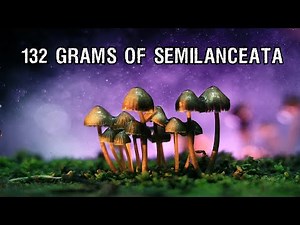 Tripping on 132 Grams of Fresh Liberty Caps