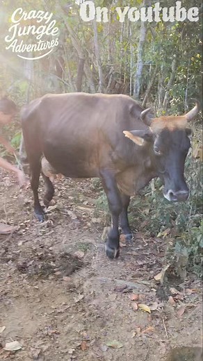 Milking My Cow Outside With No Barn 🐄 #homestead #farm #shorts | Crazy jungle adventures