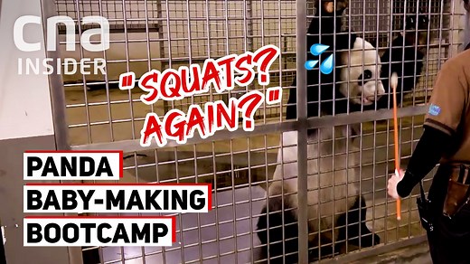 143K views · 1.4K reactions | When giant panda Kai Kai had no clue how to mate, he was put through six years of ‘baby-making bootcamp’ - which included squats and stamina training. Watch the ‘making of’ Singapore’s first panda baby: https://cna.asia/3AvofMx | CNA Insider | Facebook