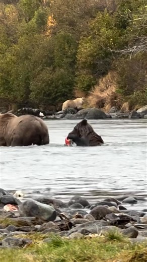 13K views · 426 reactions | Bears  catching fish . #animals #wildlife #bears | Xiaobaibai | Facebook
