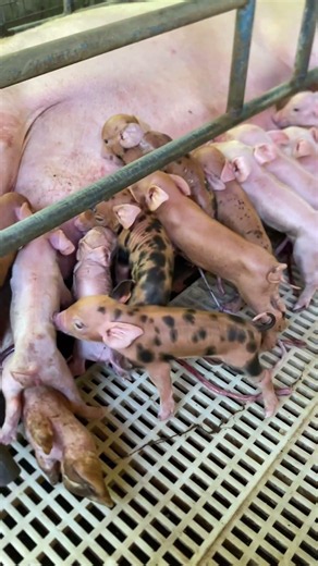 A blessing with a challenge.” #backyardfarming #pig #piglet #provincelife