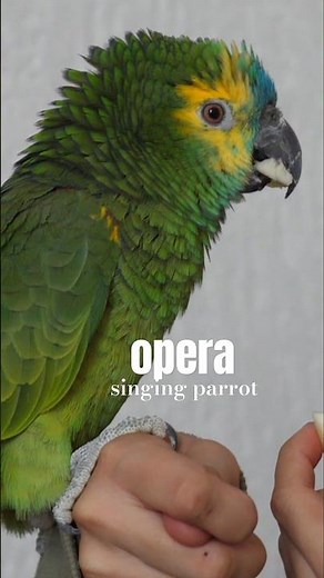Parrot Shocks Everyone with Opera Singing Talent 🎶 🦜