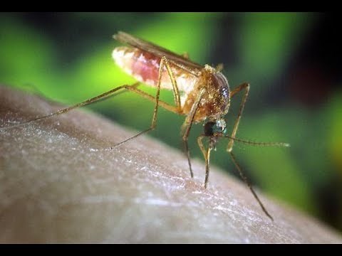 Microbiology of Malaria, a Protozoan Disease