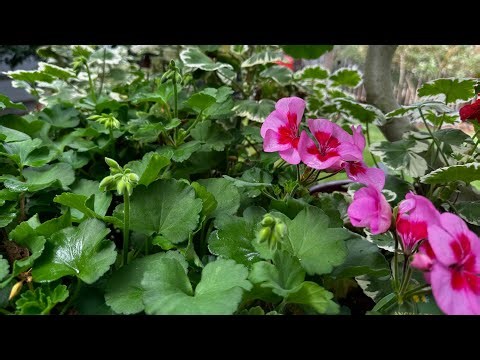 Save them the easy way! Winterize your Geraniums!
