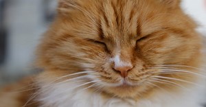 Photo by Engin Akyurt on Pexels