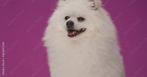 beautiful pomeranian dog turning from side to the camera, panting, and licking his nose on purple background
