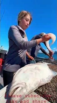 2 professionals cleaning Halibut on the way back to port!