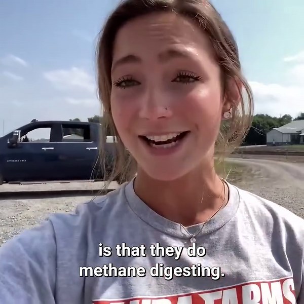 Cows, Cereals, and More: A Day on a Dairy Farm 🐄