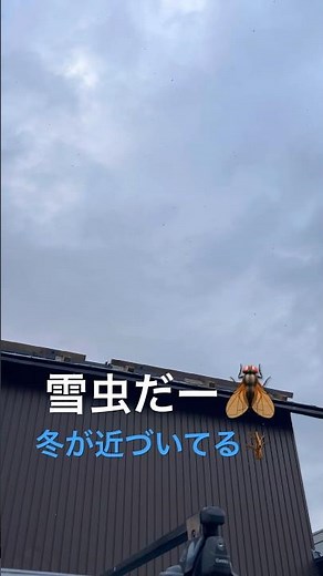 とうとう。雪虫 #雪虫 #北海道 #ゆきむし #虫 #秋 #冬 #冬が近い #大量発生