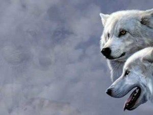 Rumbo al sur: GRUPO KORAJJE