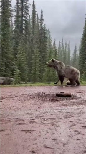 Lost Baby Bear Cries For Mom (Heartbreaking Moment)