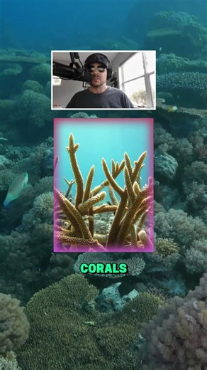 Sam Johnson | The proposed Port Everglades expansion threatens to repeat a costly dredging disaster that killed more than a million corals at Port Miami... | Instagram