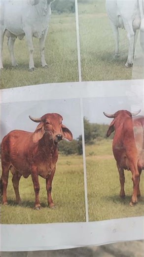 #fineartgallery #drawing #sketch @ArtistShikhaSharma @FineArtGallery4u #shorts #yt