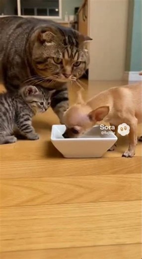 Tiny Dog vs. GIANT Cat for Food! 😹 Wait for the ending.