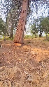 Felling tree by using car jack | Tree Arborist