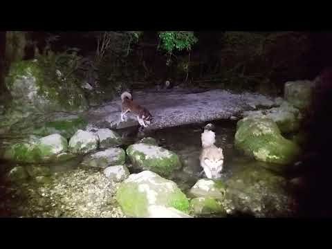 Piscine de nuit, réservée aux chiens