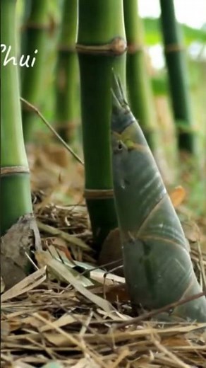 🌱⚔️Éliminer les Bambous envahissants #nature #natura #jardin #plants
