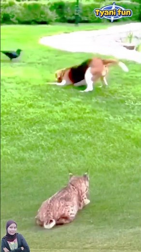 Aksi kocak seekor anjing saat bermain dengan burung bikin ketawa terus 😂 #animals #shorts #funny