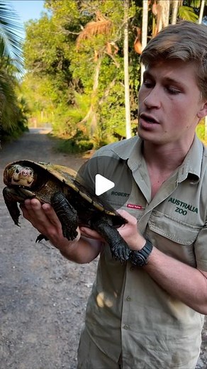 Robert Irwin on Instagram: "Historic moment for Australia Zoo. For the first time, we’ve welcomed the rare ‘Irwin’s Turtle’ - a species discovered by Dad!"