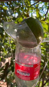 1.5M views · 11K reactions | Super homemade fruit picker - Isang plastic na bote lang | Random Cook | Facebook