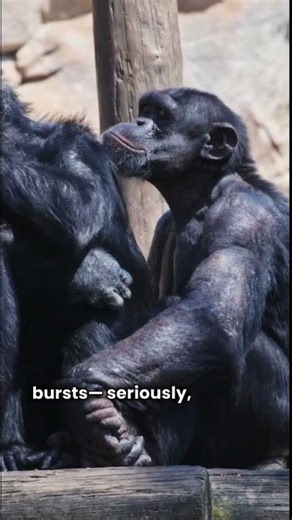 🧬 "Humans & Chimps: 98% the Same!"