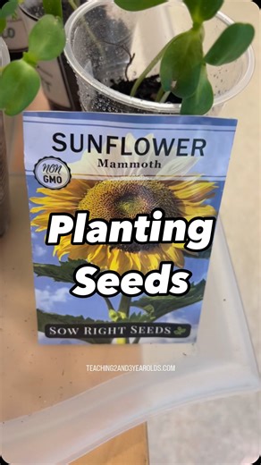 We love planting mammoth sunflowers in the spring! They grow so quickly that the children can take them home in a week. - Add soil to cup. - Press seeds into soil. - Moisten soil. - Cover with plastic wrap and place in a sunny spot indoors. - Once the plant starts growing, remove the plastic wrap. We then send the plants home with the children to transfer into their gardens. #preschoolteacher #teaching2and3yearolds #preschoolclassroom #toddlerclassroom #toddlerteacher #preschoolactivities #presc