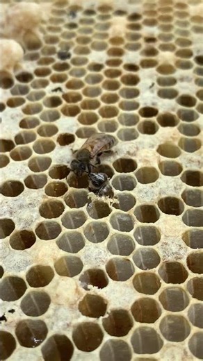 First Steps of a Worker Bee 🐝 | Emerging from Honeycomb