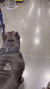 64K views · 3K reactions | She’s just bested bestie ever! #americanbully #americanbully_worldwide #americanbully4life #americanbullys #apbt #abkc #theabkc #ukc #dog #dogs #dogsofinstagram #dogstagram #dogoftheday #doglover #bully #bullys #bulliesofig #bullies #bullybreed #bullylove #bullypuppy #bullypuppies #puppy #puppies #exoticbully #pocketbully #standardbully #classicbullye | American Bully Dog lovers | Facebook