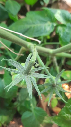 Triple L Italian Tree Tomato | Zambia Vegetable Farmers